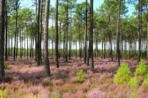 Laouet SAS  Scierie fournisseur de bois et parquet