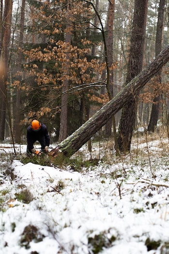 photo nouvelle auvergne bois