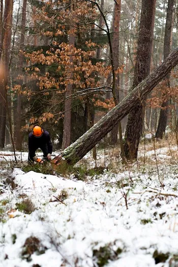 Scierie Ardennaise SA